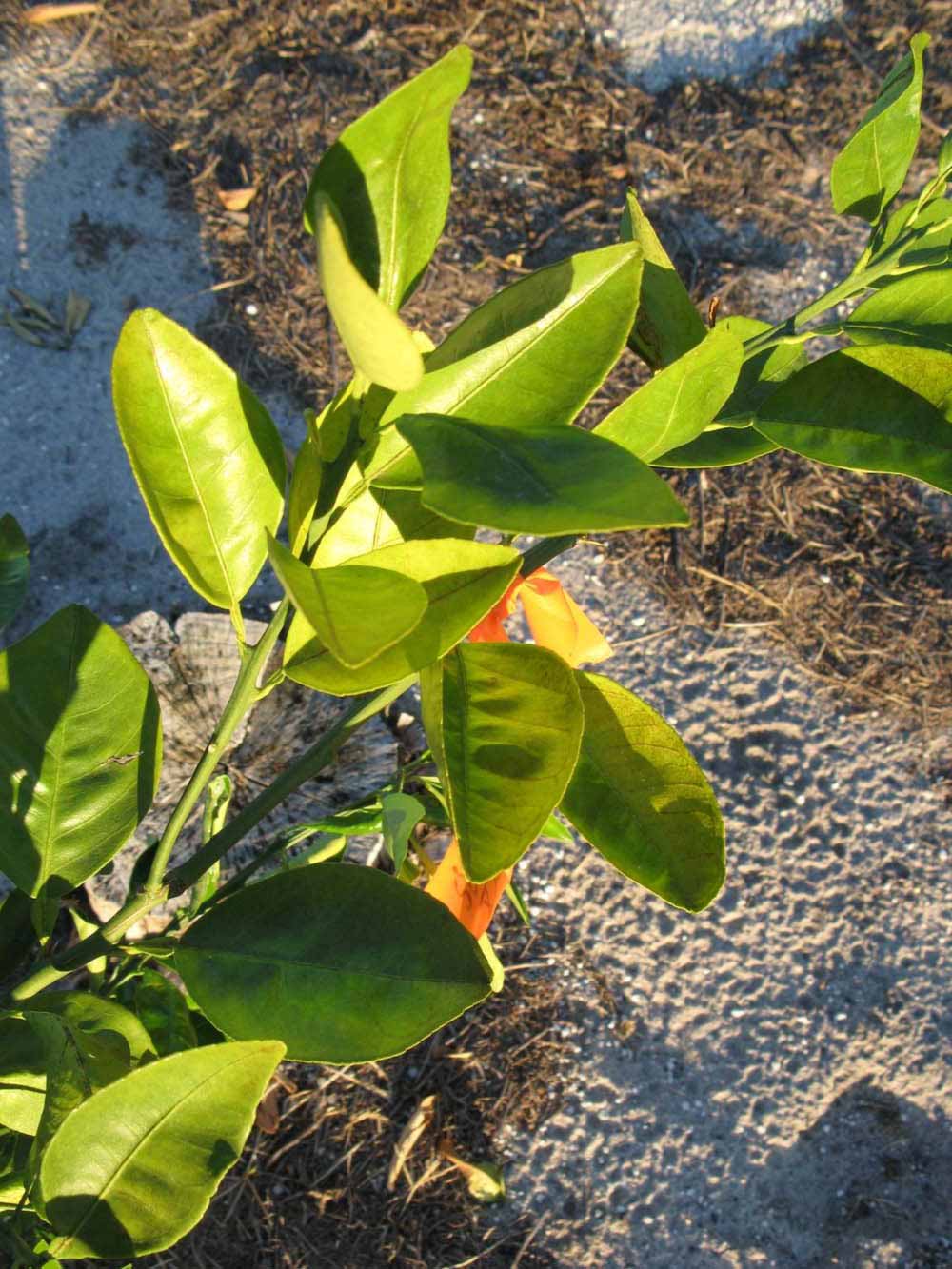            Sun leaves (Winter Haven, FL)   